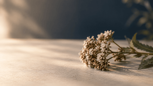 Image of a single dried valerian flower or sprig resting on a plain, softly lit neutral surface, slightly out of focus